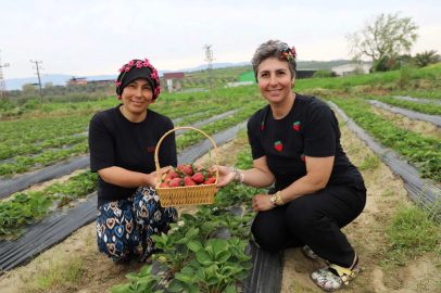 Kadın Eliyle Organik Çilek Hasadı Başladı