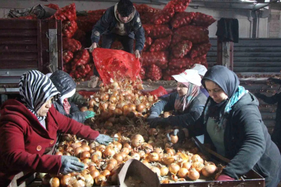 Soğanı Depoda 7,5 TL, Avrupa'ya İhraç Ediliyor