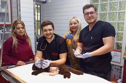 Scottish Cinsi Kediden Çift Başlı Ölü Yavru Çıkarıldı