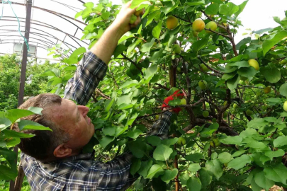 Sera Kayısısında İlk Hasat Heyecanı