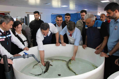 Amasya'dan Karadeniz'e 8 Bin Çipli Mersin Balığı Bırakılacak