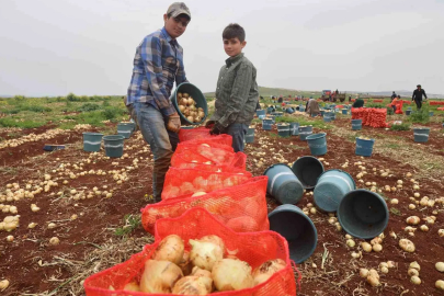 Reyhanlı'da Soğan Hasadı Başladı: Tarlada 25 TL