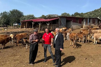 Adana'nın Yerli Sığırı 'Güney Sarısı' Yüz Güldürüyor