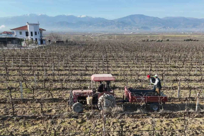 Kadın Girişimciden Üzüm Bağlarına 'Tül' Koruması