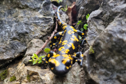 Erzincan'da Nesli Tehlikedeki Sarı Benekli Semender Görüntülendi