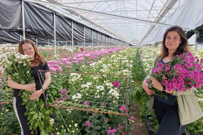 Simav'da Jeotermal Seralarda Kasımpatı Hasadı Başladı