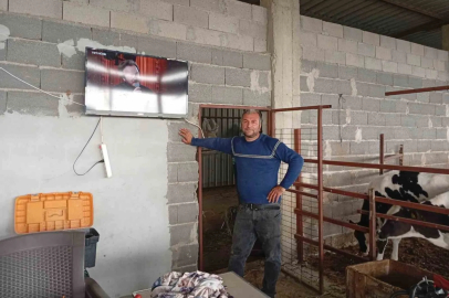 Adana’da İlginç Yöntem: Müzikli Ahırda Verim Arayışı