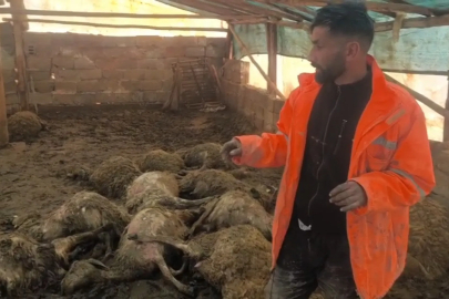 Arguvan’da Gece Dehşeti: Kurt Sürüyü Dağıttı