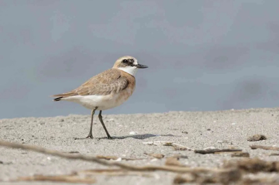Çanakkale'de İlk Kez Büyük Cılıbıt Görüntülendi