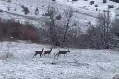 Erzincan’da Yaban Hayatından Nadir Kareler