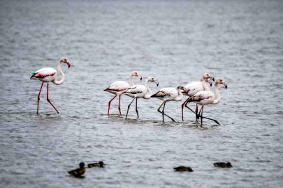 UNESCO Adayı Kızılırmak Deltası'nda Flamingo Şöleni