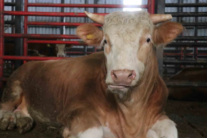 Sakarya’da rekor kurbanlık: Satılmazsa daha da büyüyecek