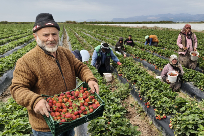 Silifke'de Tescilli Çilek Hasadı Başladı: Hedef 60 Bin Ton