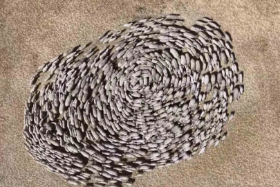 Amasya'da 5 Bin 200 Kuzunun Anneleriyle Buluşması