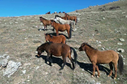 Emirdağ'da Yılkı Atlarının Bahar Koşusu Havadan Görüntülendi
