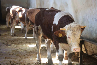 Kurbanlık Seçiminde Dolandırıcı ve Yaş Uyarısı