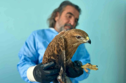 Yaralı ve Kurtarılan Yaban Hayvanlarına Şifa