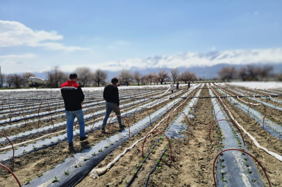 Erzincan'da 100 Bin Fideye Özel Yöntem: Hedef 20 Gün Erken Hasat