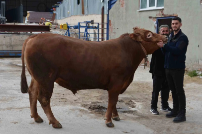 1 Tonluk Kurbanlık 'Fırtına' 575 Bin Liraya Satıldı