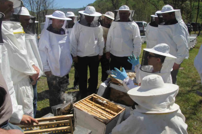Balın Lideri Ordu'da Kraliçe Arı Dönemi Başladı