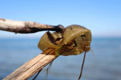 Yalova Sahilini 'İstiridye Hırsızı' Sardı