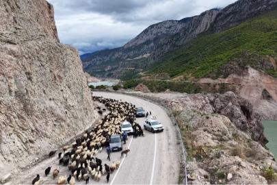 Artvin Asfaltında Yüzlerce Koyunluk Sınav