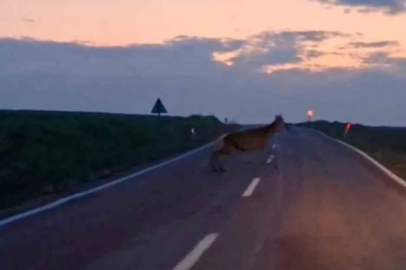 Doğanın İçinden Geçtiler: Ankara’da Nadir Görüntü