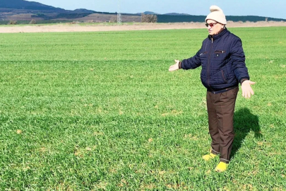 Edirne'deki Buğday Tarlalarında 'Kök Çürüklüğü' Alarmı