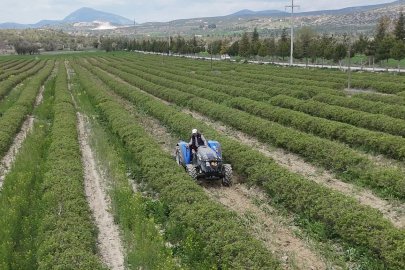 Isparta'da Gül Bereketi: Don Tehlikesi Yok, Rekolte Beklentisi 13 Bin Ton