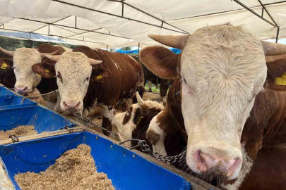 İzmir'de Kurbanlıklar Pazara İndi: Fiyatlar 500 Bin Lirayı Buluyor