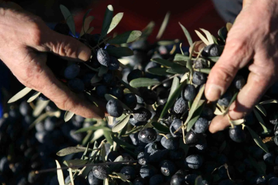 Zeytinin Su Faturası Ağır: 1 Kilo İçin 6 Bin 798 Litre Su