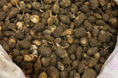 Doğayı Talana Geçit Yok! Kaçak Salep Toplayan Şahsa Rekor Ceza