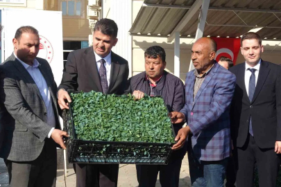 Kilis’te Çiftçilere Yüzde 50 Hibeli Fide ve Şal Dağıtıldı