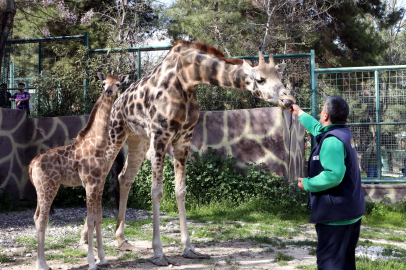 Türkiye'nin İlk Yavru Zürafası Gaziantep'te Doğdu