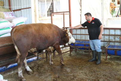 Hatay'ın Dev Kurbanlığı 'Emir' 450 Bin Liraya Satışa Çıktı
