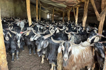 Bingöl'de Soğuk Hava Nedeniyle Yayla Sezonu Gecikti