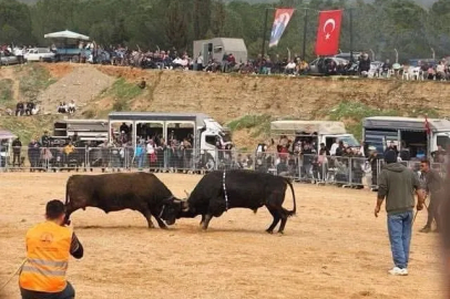 Kemalpaşa'da Artvin Usulü Boğa Güreşleri Başlıyor