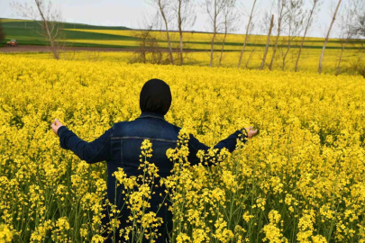 Trakya'nın Sarı Altını: Kanola Tarlaları Görsel Şölen Sunuyor