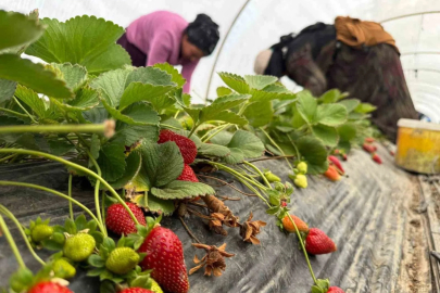 Serikli Çilek Üreticilerinden Hal ve Fiyat İsyanı