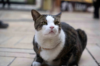 Ölümden Dönen 10 Kiloluk Kedi Prens İzmit'in Gözdesi