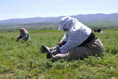 Çorum'da Şifa Kaynağı Madımak Otu Mesaisi Başladı