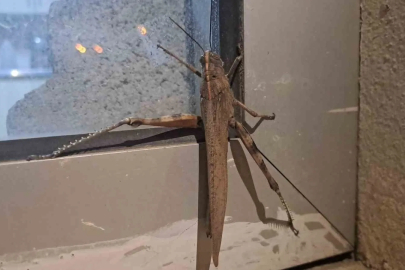 Silvan'da Dev Etçil Çekirge Şaşkınlığı