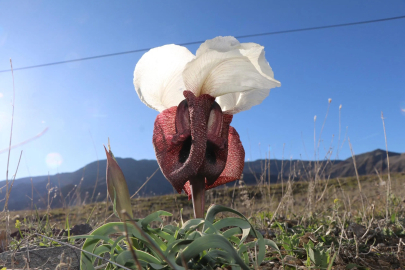 Erzurum Oltu'da 'Doğanın Gelini' Kurt Kulağı Çiçekleri Açtı