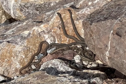 Yüksekova'daki Yılan Pınarı Brezilya'yı Andırıyor