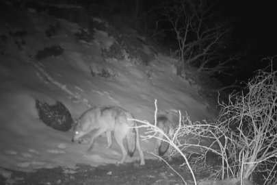 Doğa Uyanıyor: Erzincan’da Yaban Hayatı Kamerada