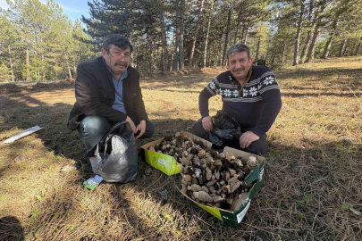 Kastamonu’da “Altın Mantar” Bereketi: Kilosu 1500 TL’ye Çıktı