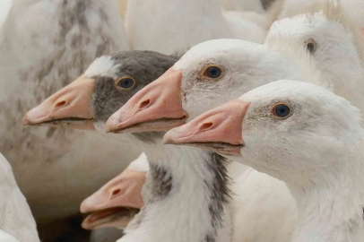 Yerli Kazda Büyük Hamle: Türkiye Kendi Irkını Geliştiriyor