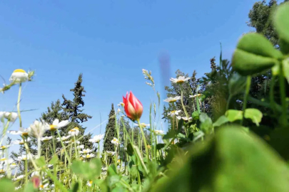 Ömrü 10 gün, koparmanın cezası araba parası
