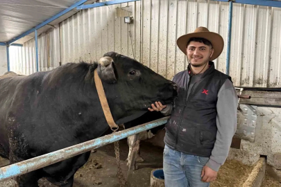 Sakarya'da 1 Tonluk Dev Tosunlar Pazara İndi