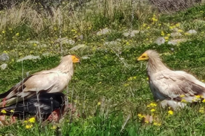 Bolu'da Nesli Tehlike Altındaki Mısır Akbabaları Görüntülendi